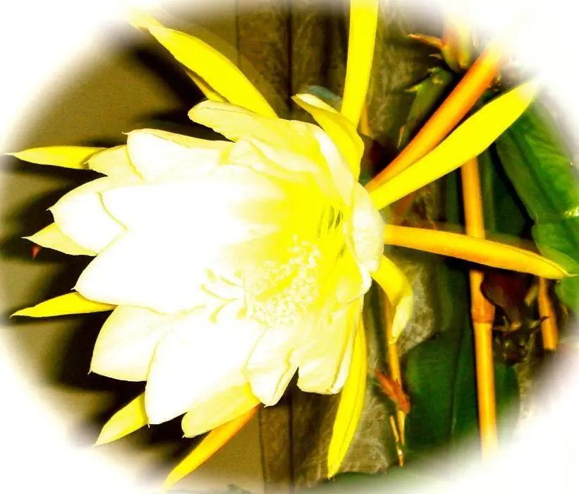 Bildunterschrift Strahlend schön ist diese Blüte eine Augenweide Das ist eine - фото 3