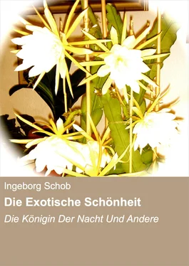 Ingeborg Schob Die Exotische Schönheit обложка книги