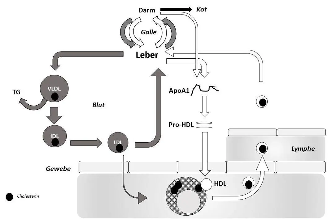 Abb 5 Kreislauf von LDL und HDL Abb 6 HDL sammelt verwaistes Cholesterin - фото 5