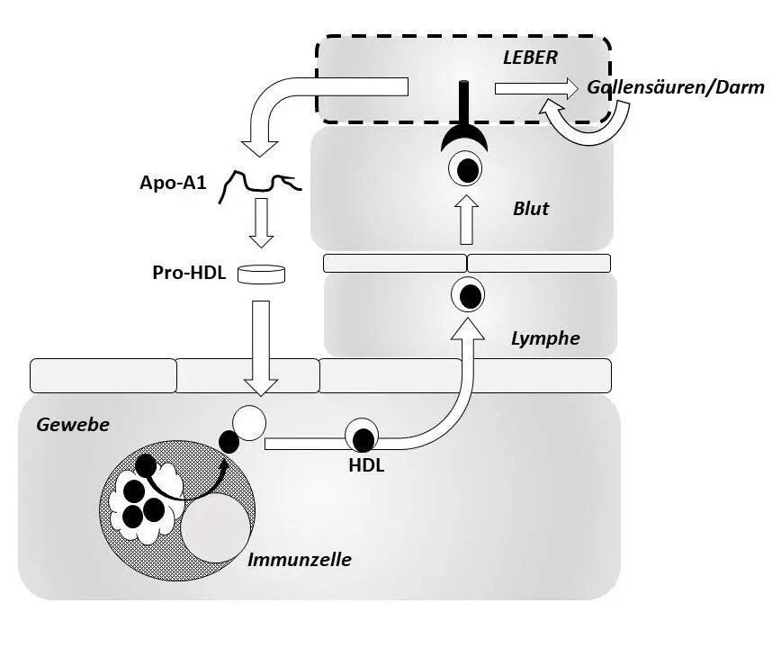 Abb 6 HDL sammelt verwaistes Cholesterin ein Abgesehen von dem Transport von - фото 6