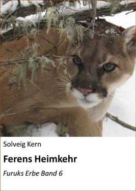 Solveig Kern Ferens Heimkehr обложка книги