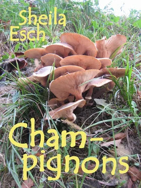 Sheila Esch Champignons обложка книги