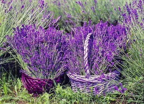 Im Garten der Gesundheit wird Lavendel zwar als Muttergottespflanze - фото 2