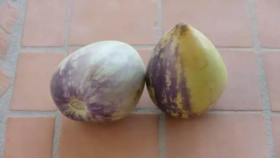 Zu Hause verschwindet eine Pepino gleich in meinem Magen Um 12 Uhr gibt es - фото 4
