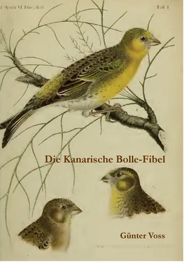 Günter Voss Die Kanarische Bolle-Fibel обложка книги