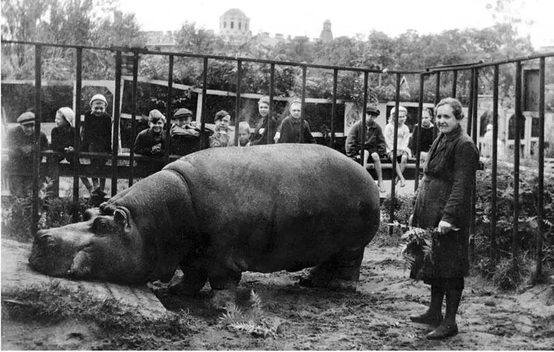 Е И Дашина у бегемотихи по кличке Красавица 1943 г На слоновьем мясе - фото 165