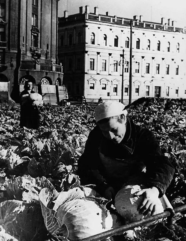 Огороды блокадного города Ботаники как и биологи других специальностей - фото 166