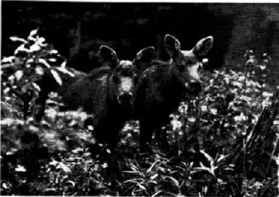 Their mother lost in a forest fire these two young Moose came out of the woods - фото 23