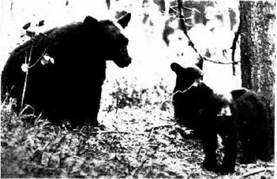 Black bear and cubs Commonly docile this old lady would fight to the death - фото 19