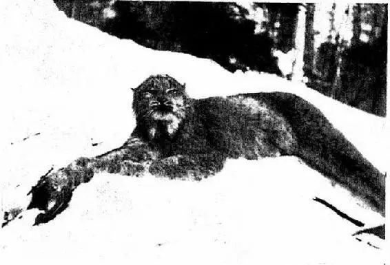 Canada Lynx great grey ghost of the North Land Above below and on all sides - фото 8