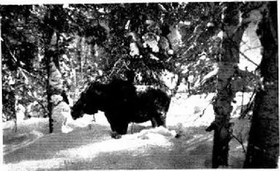 Moose easily taken at waters edge when there is not enough snow to impede - фото 17