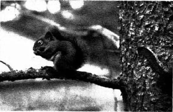 Red Squirrel Mischievous curious irascible this little creature is the - фото 22