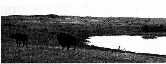 Stragglers from the main herd dot the prairie haunted by the great gaunt - фото 18
