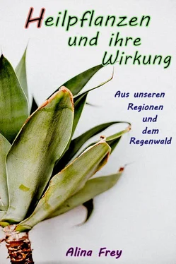 Alina Frey Heilpflanzen обложка книги