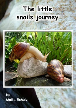 Maite Schulz The little snails journey обложка книги