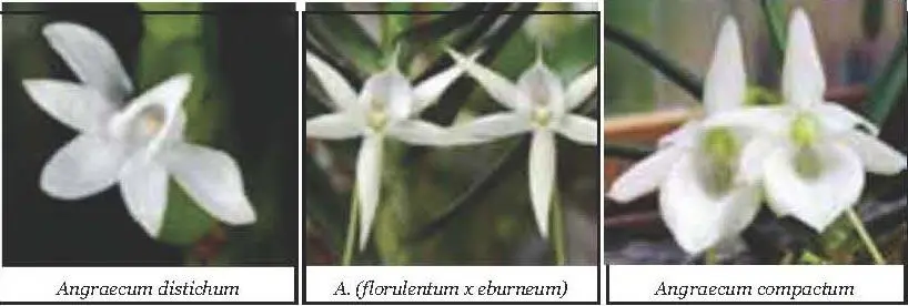 Ascocenda Ascocenda hybride Orchideengattung die durch die Kreuzung von - фото 9