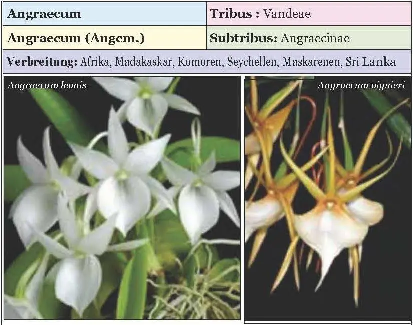 Die Vertreter dieser Orchideengattung wachsen in Regenwäldern einige kann man - фото 8