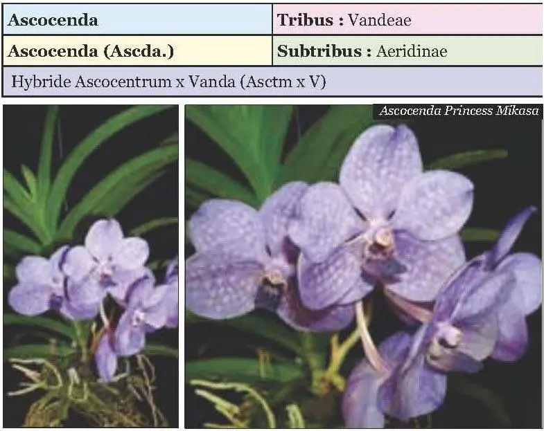 Ascocenda hybride Orchideengattung die durch die Kreuzung von Vertretern der - фото 10