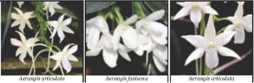 Aerides Die Kultivierung von Orchideen der Gattung Aerides gilt als - фото 5