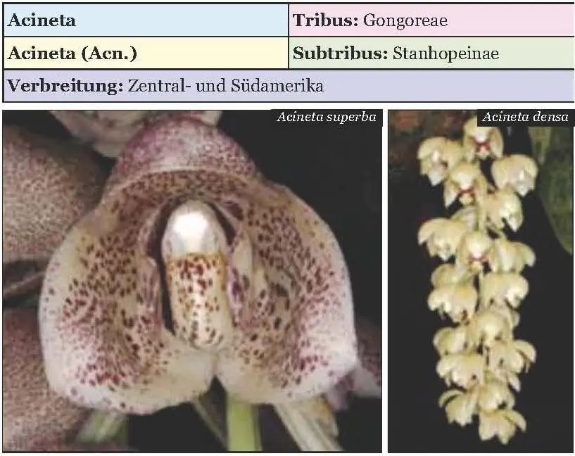 Die meisten Orchideen dieser Gattung sind Epiphyten die im Hochgebirgswald - фото 2