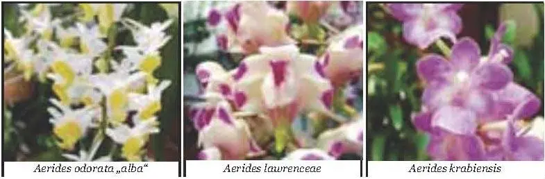 Angraecum Die Vertreter dieser Orchideengattung wachsen in Regenwäldern - фото 7