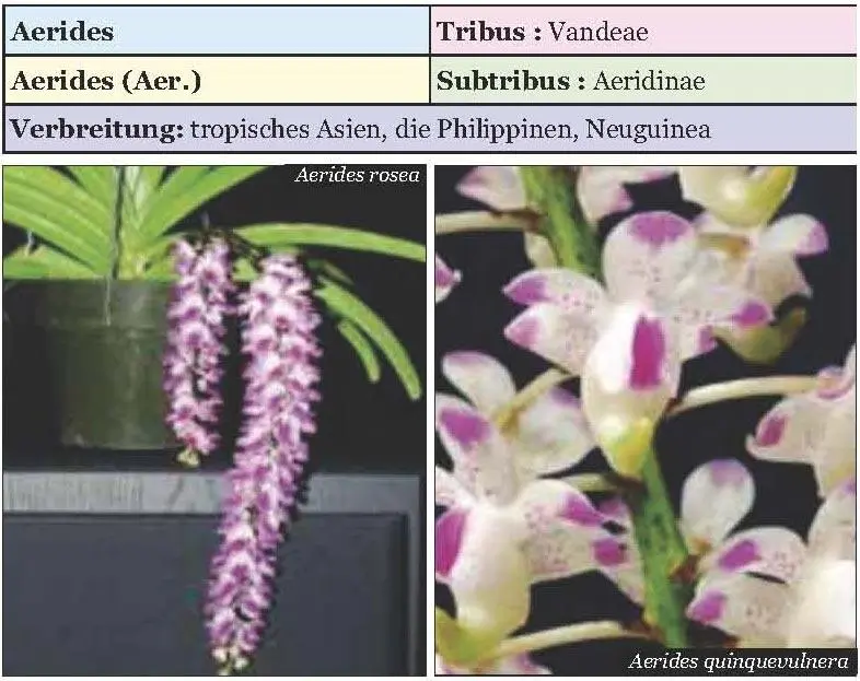 Die Kultivierung von Orchideen der Gattung Aerides gilt als unkompliziert Am - фото 6