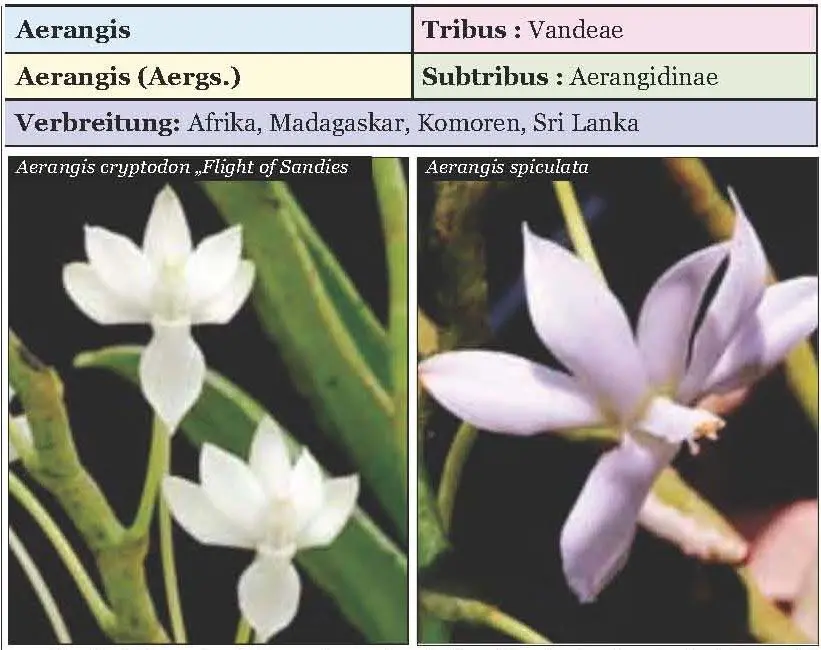 Die Orchideen der Gattung Aerangis wachsen in Vorgebirgswäldern in 400700 m - фото 4
