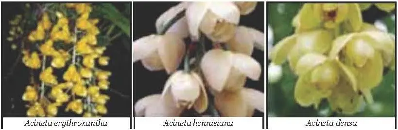 Aerangis Die Orchideen der Gattung Aerangis wachsen in Vorgebirgswäldern in - фото 3