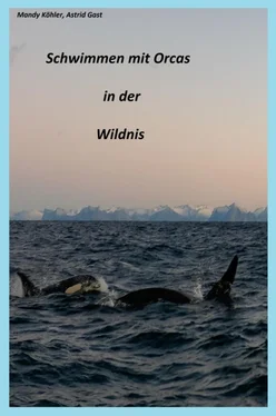 Mandy Köhler Schwimmen mit Orcas in der Wildnis обложка книги