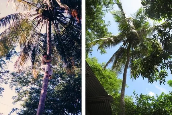 Eine Kokospalme mit Miguel vor 20 Jahre und rechts die gleiche Palme heute - фото 5