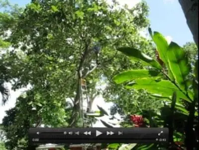FilmClips von AvocadoBaum mit Jose und Modesto beim Ernten Palmenfrüchte - фото 10