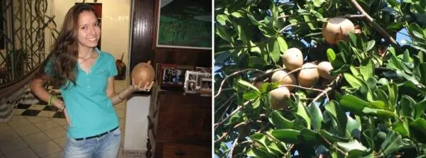 Inge mit einer MameiFrucht im Wohnzimmer MameiFrüchte am Baum Die Avocado - фото 9
