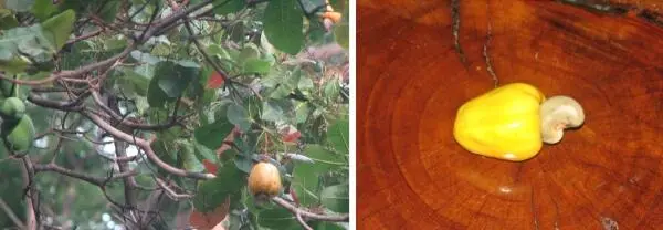 Links im Bild eine MarañonFrucht im Großenverhältnis zu zwei MangoFrüchte und - фото 8