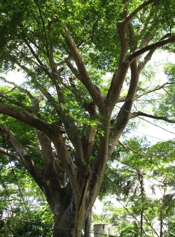 Guanacaste Blanco Baum an der Seite sieht man unseren Vorratstrinkwassertank - фото 4