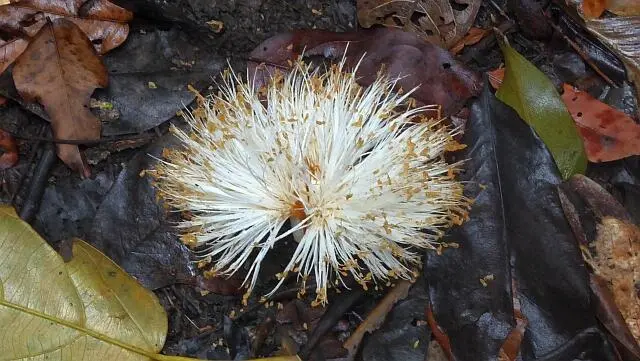 Luftig zart und vollkommen ohne Dornen Die Blüte des PochoteBaumes Für - фото 2