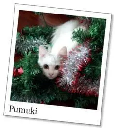 Katze Nummer 2 ist Leopoldine und Facundo hat sie ebenfalls irgendwo gefunden - фото 4