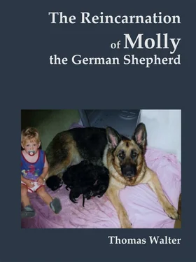 Thomas Walter The reincarnation of Molly, the German Shepherd обложка книги