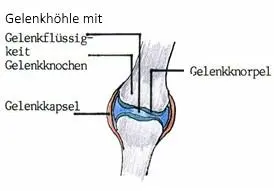 2 Der Schleimbeutel Schleimbeutel Bursen findet man an den Stellen wo der - фото 2