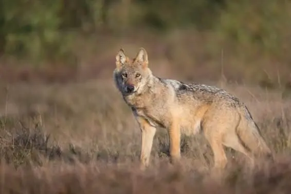 Das Wolfsfoto ist dem Fotografen Jürgen Borris in der Lüneburger Heide in - фото 15