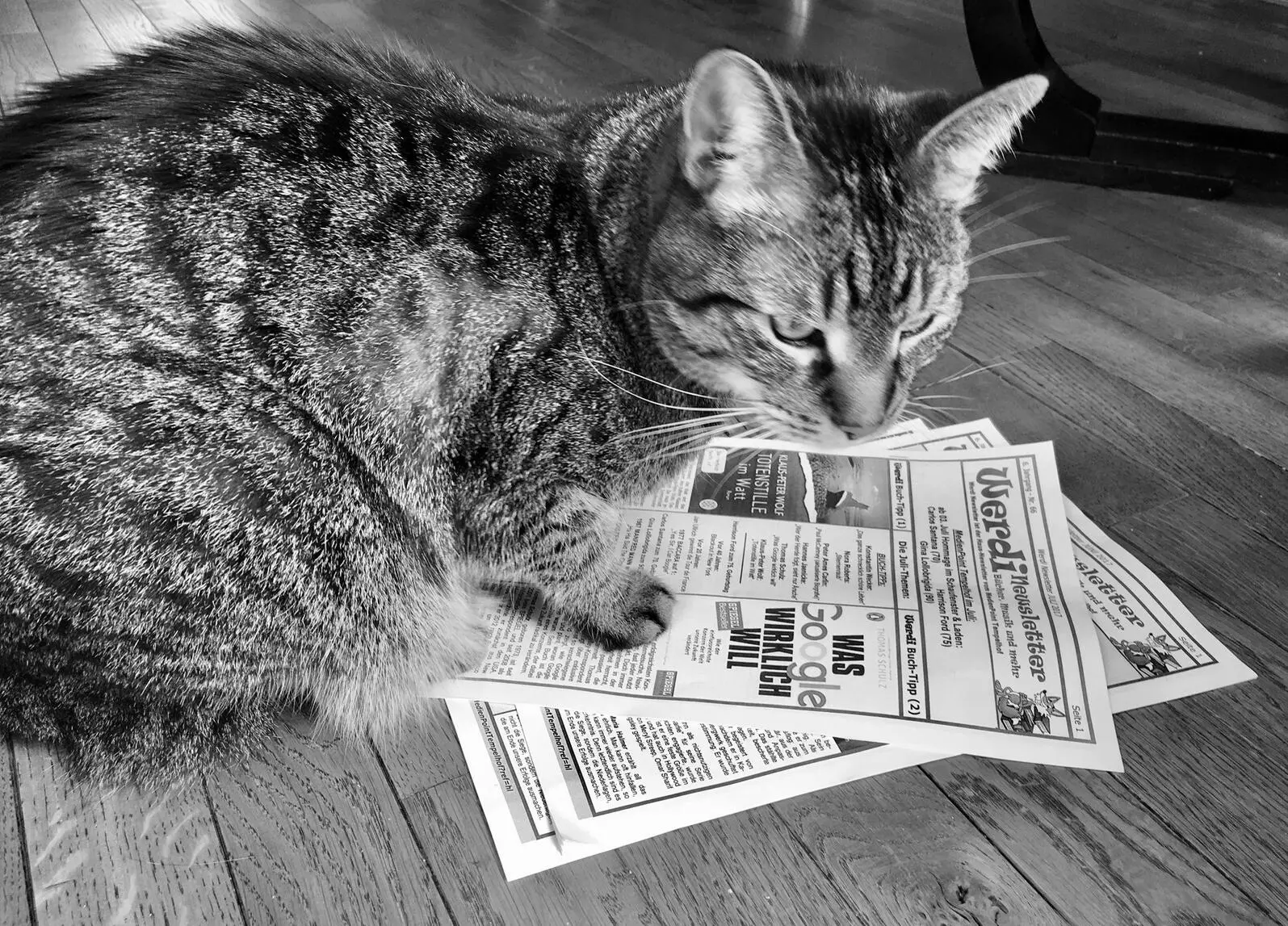 Oskar und die Mäuse Ein Artikel in der Kiezzeitung Werdi über Tiere - фото 2
