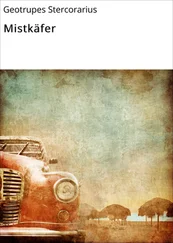 Geotrupes Stercorarius - Mistkäfer