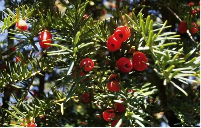 Duft strenges Aroma Herkunft Europa und Kleinasien Zitat Abwärts senkt - фото 11