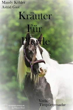 Mandy Köhler Kräuter für Pferde обложка книги