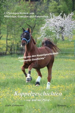 Gabi Lohmann Koppelgeschichten - von und mit Pferd; Calimeros Geschichte обложка книги