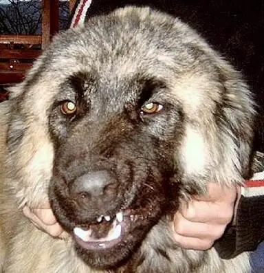 Illyrian Shepherd Bellanica Kennel Deltari Illir Before the Turkish conquest - фото 2