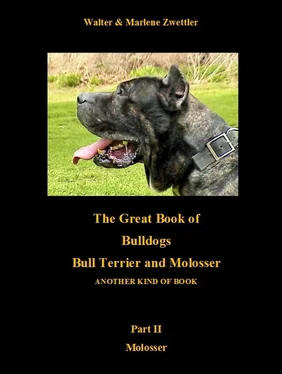 Marlene Zwettler The Great Book Of Bulldogs Bull Terrier and Molosser обложка книги