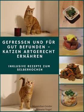 Annemarie Vogel Gefressen und für gut befunden - Katzen artgerecht ernähren обложка книги