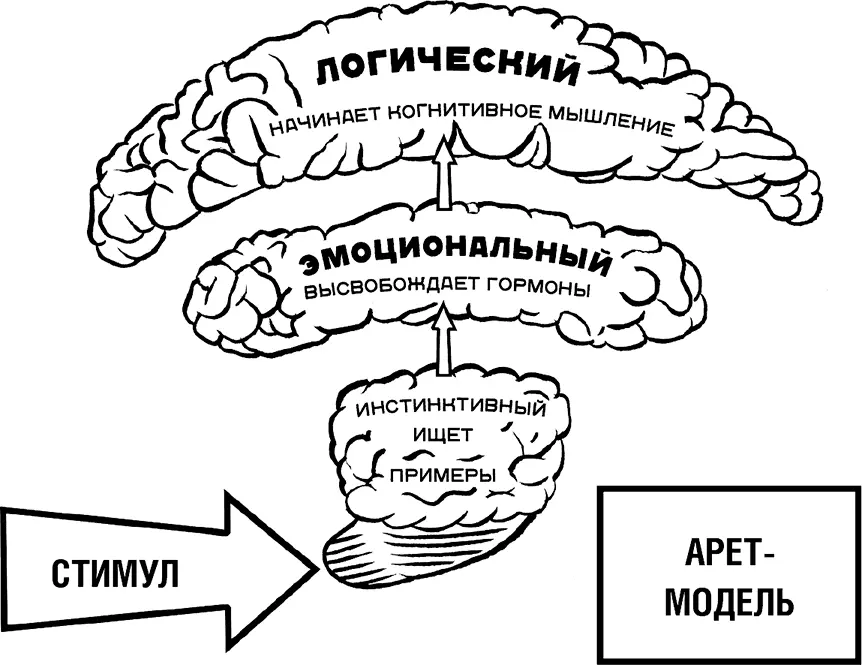 Рис 3 APETмодель Этот процесс происходит одинаково у всех людей однако - фото 3