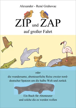 Alexander-René Grahovac Zip und Zap auf großer Fahrt обложка книги