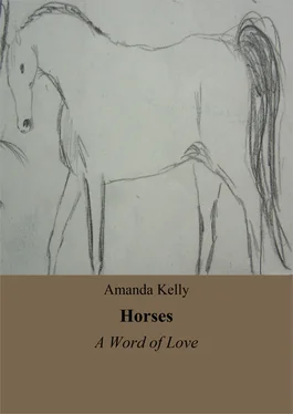 Amanda Kelly Horses обложка книги